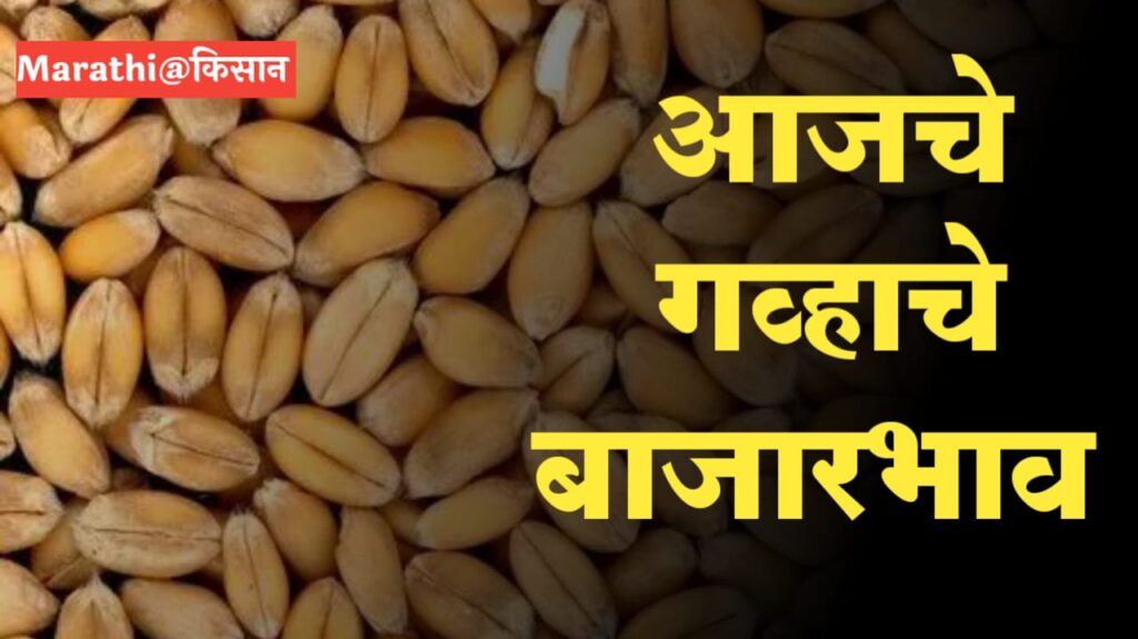 गहू बाजारभाव wheat bajarbhav